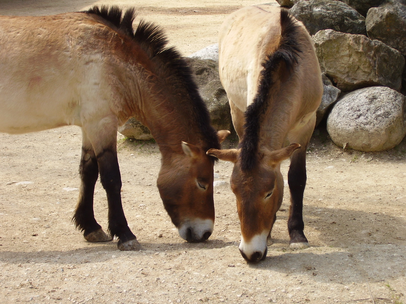 Przewalski's Horses - 2010