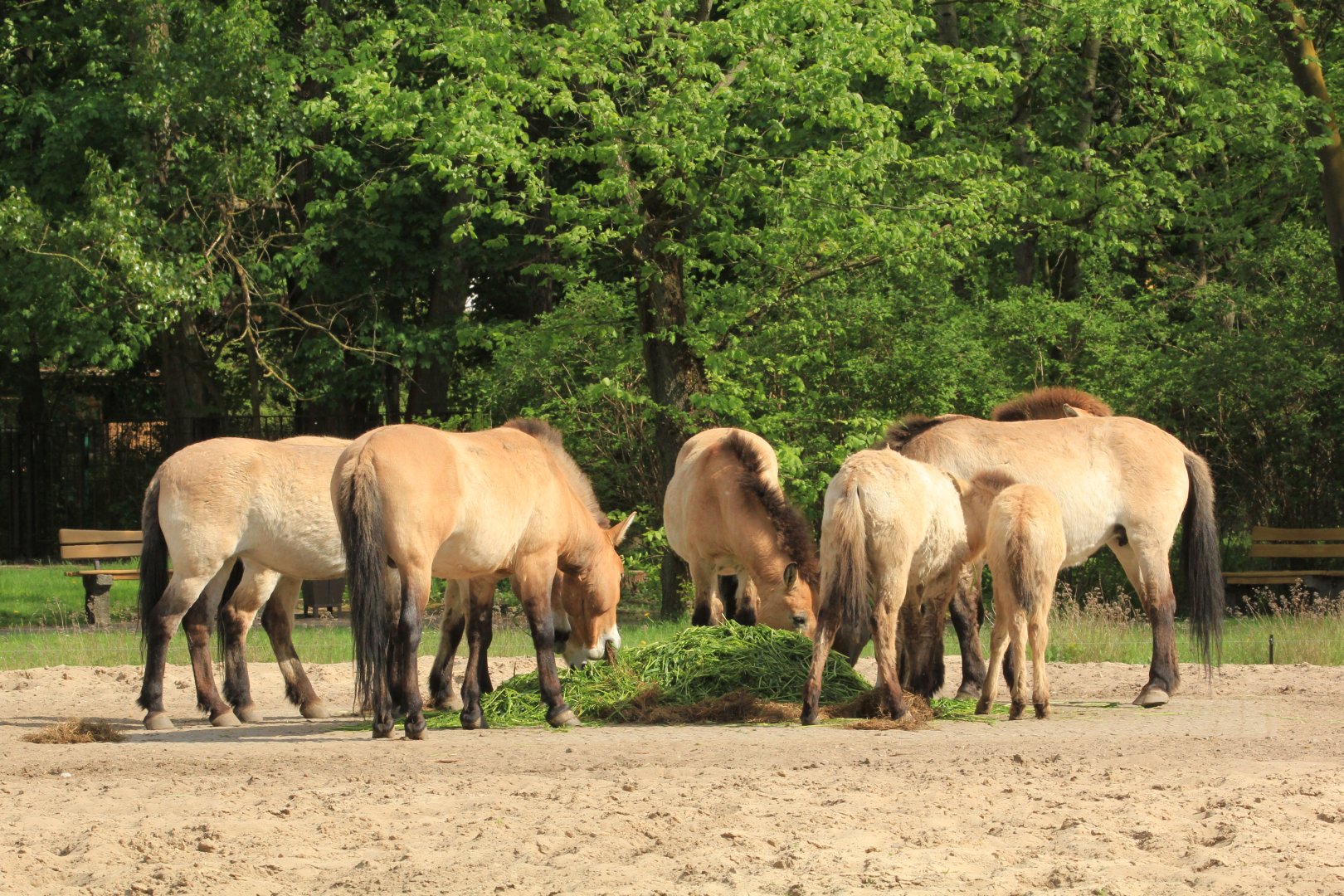 Przewalski's horses (April 2018)