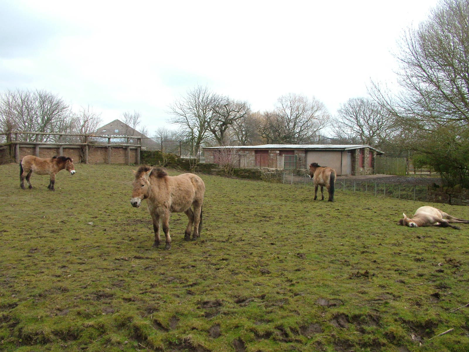 Przewalski's Horses at Chester 06/03/10
