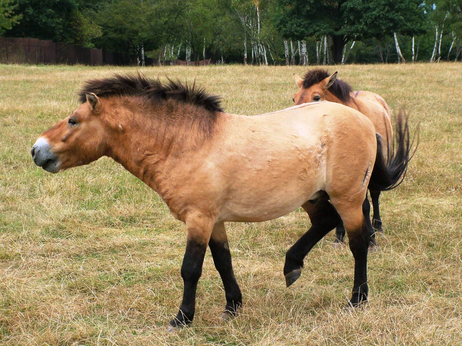 Przewalski's Horses at Chomutov, 30/08/12