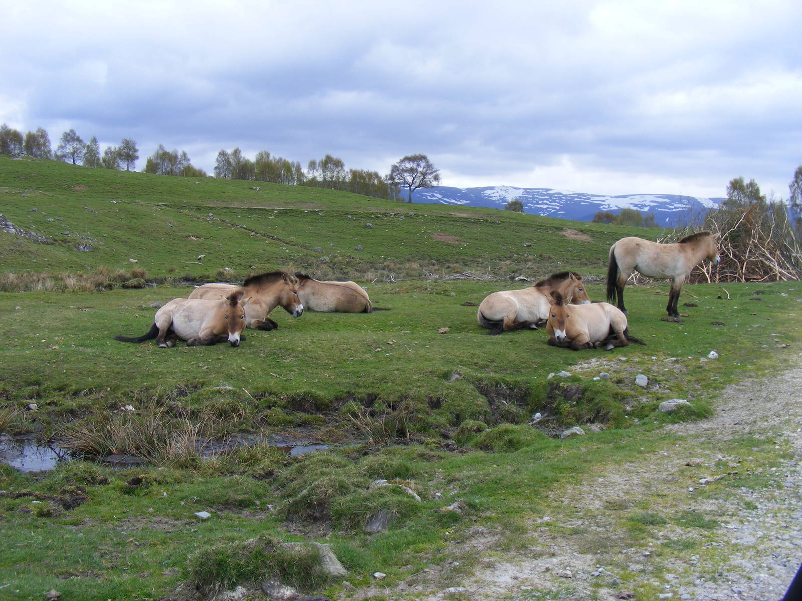 Przewalski's horses at Highland Wildlife Park, 17 May 2010