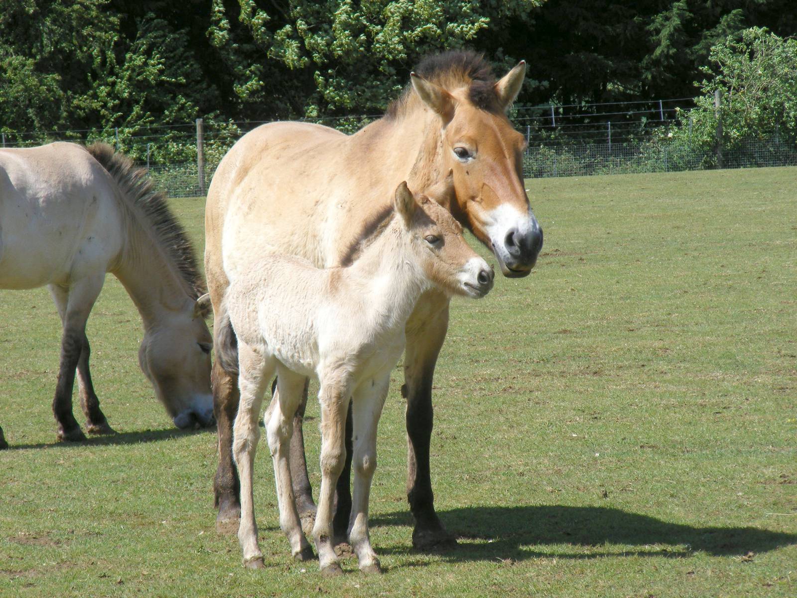 Przewalski's horses at Marwell Wildlife, 8 May 2011