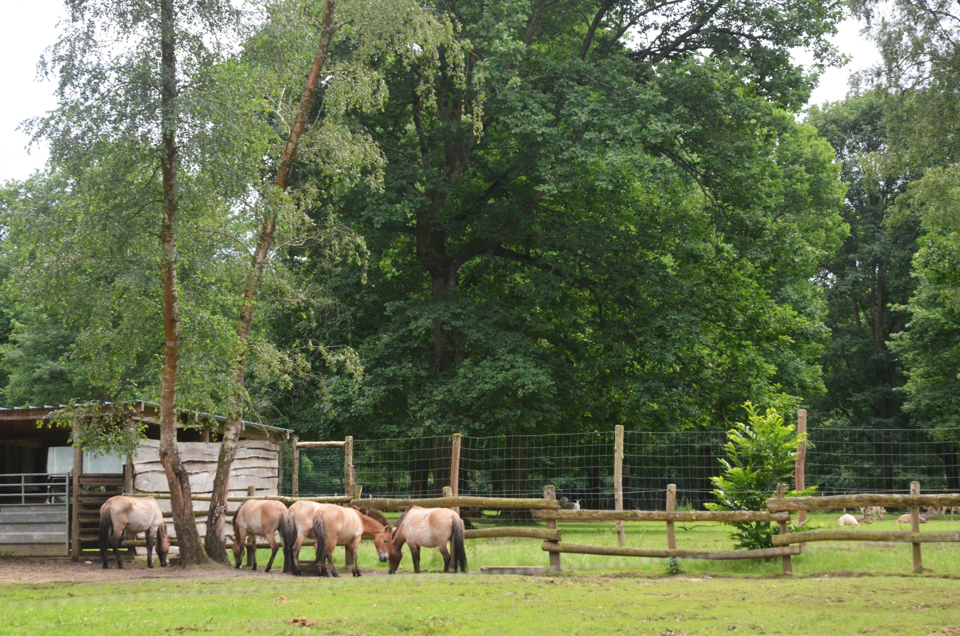 Przewalski's Horses at Pescheray, 13/06/18