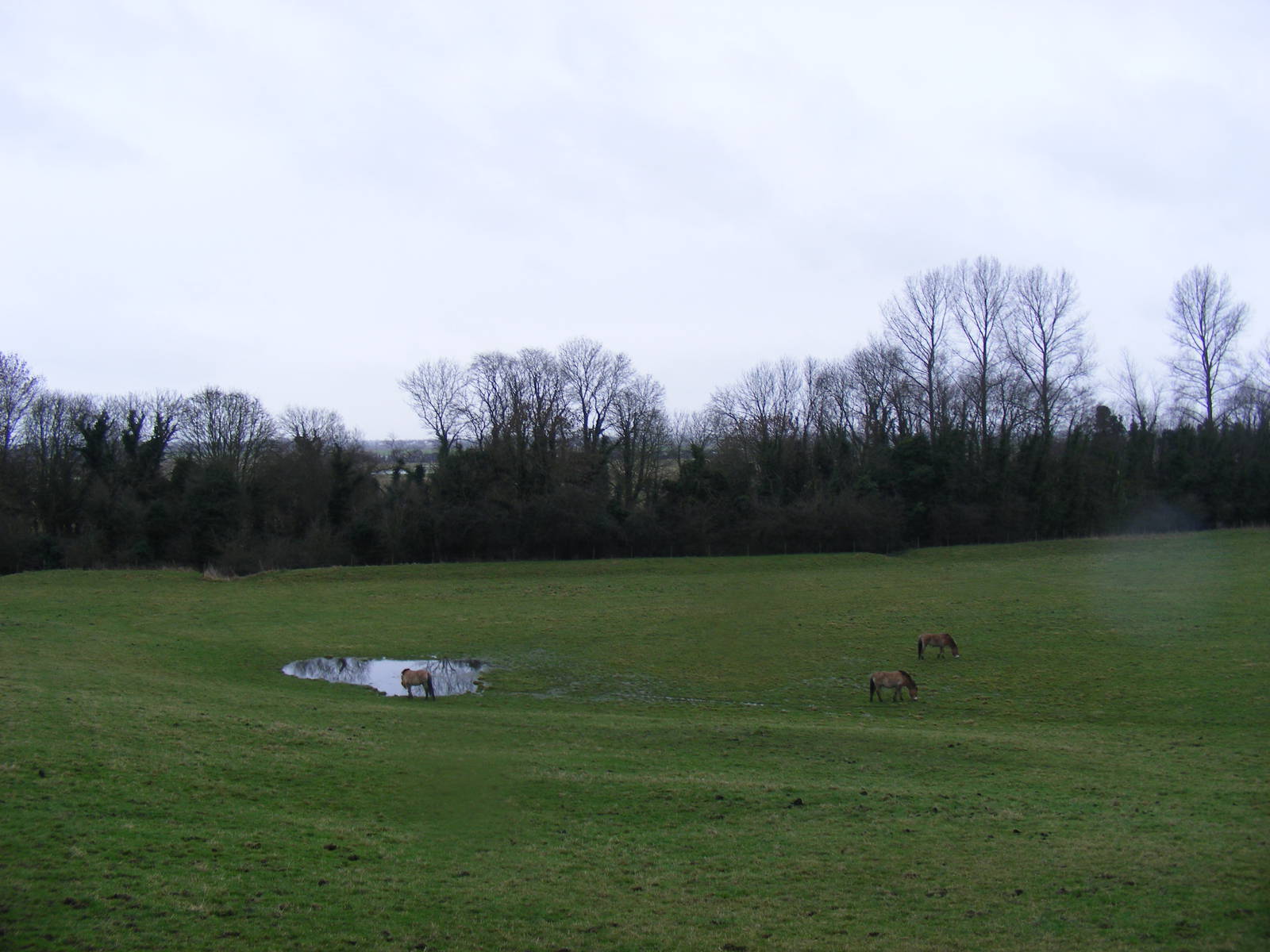 Przewalski's horses at Port Lympne Wild Animal Park, 13 February 2011