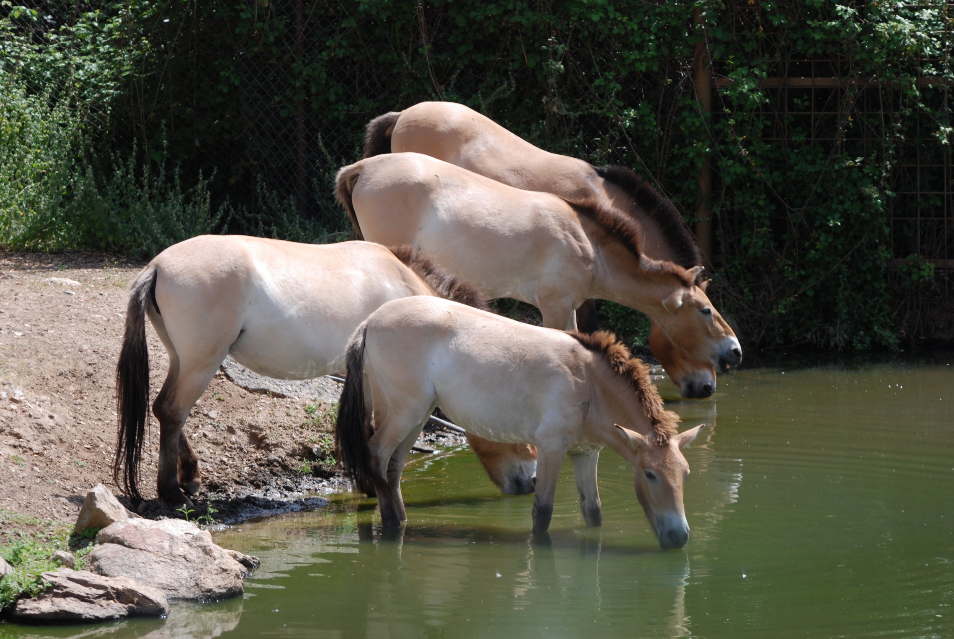 Przewalski's Horses at Safari Madrid, 19th May 2022