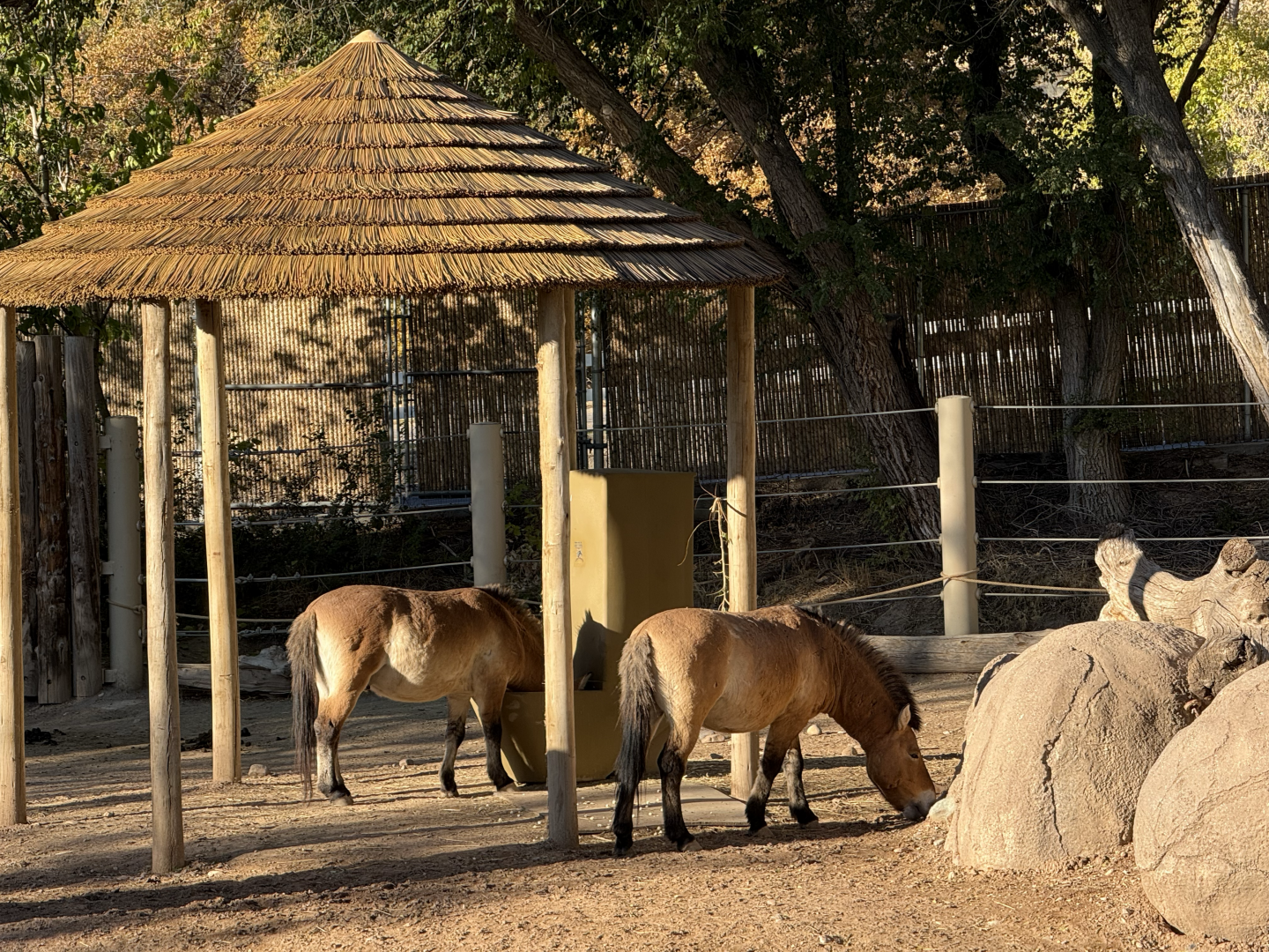 Przewalski's Horses - East Yard - High Desert Oasis