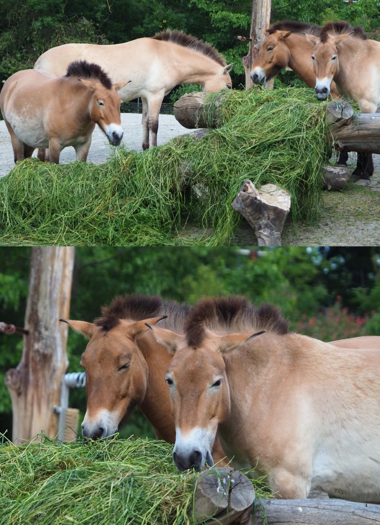 Przewalski's horses eating grass (Equus ferus przewalskii), 2020-05-23