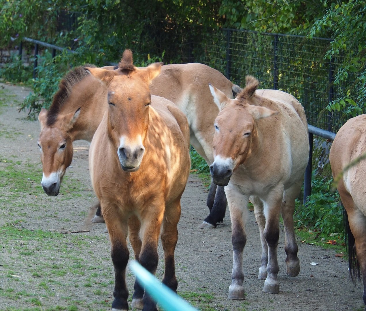Przewalski's horses (Equus ferus przewalski), 2023-10-04