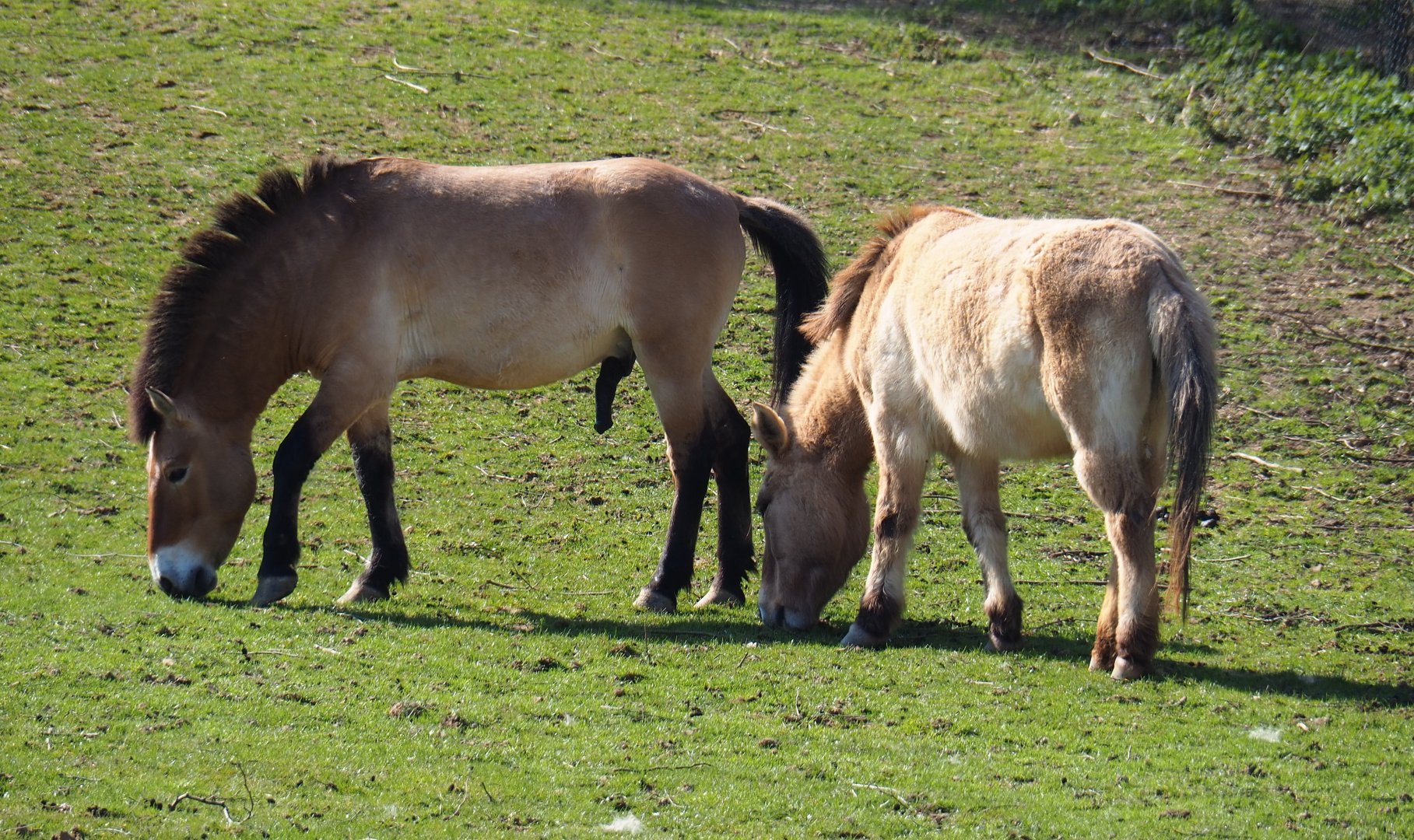 Przewalski's horses (Equus ferus przewalskii), 2019-03-30
