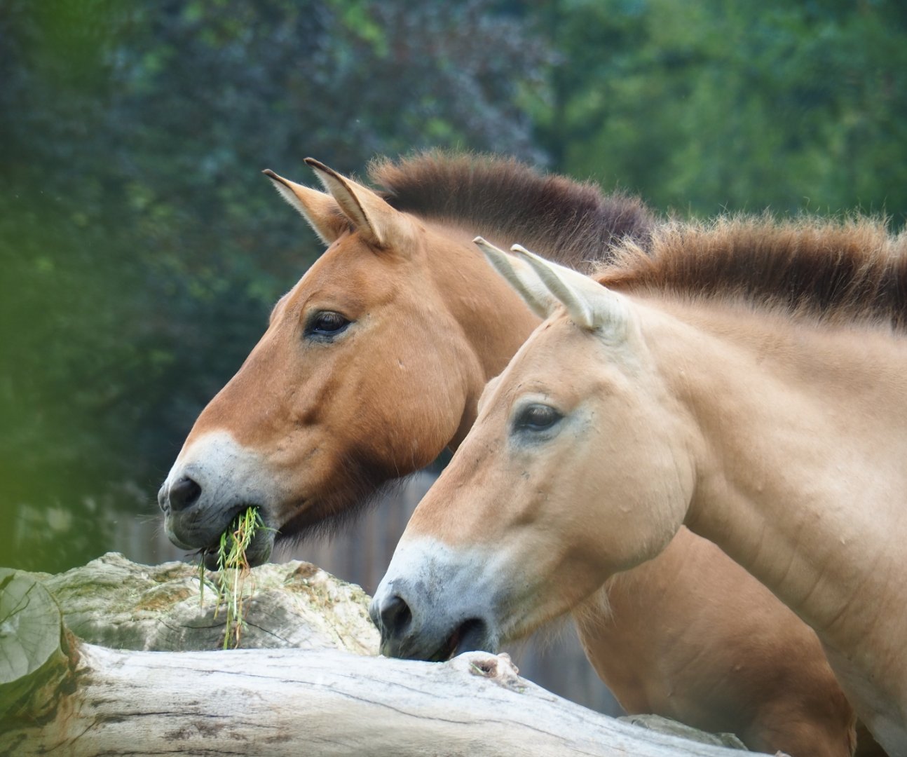 Przewalski's horses (Equus ferus przewalskii), 2019-06-26