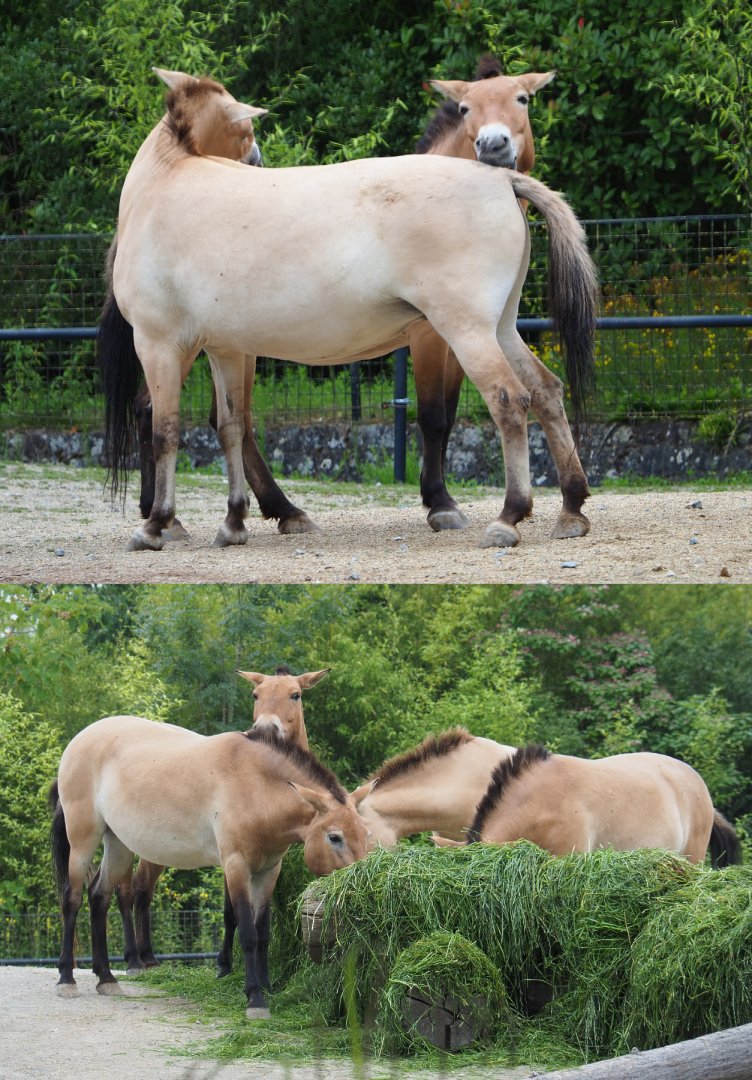 Przewalski's horses (Equus ferus przewalskii), 2020-07-14