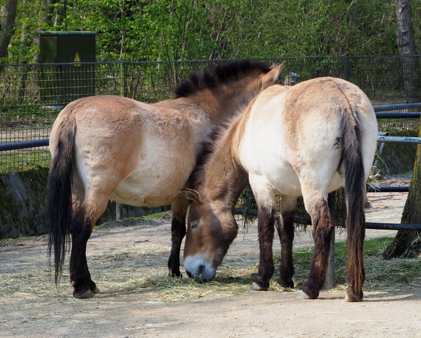 Przewalski's horses (Equus ferus przewalskii), 2021-04-20
