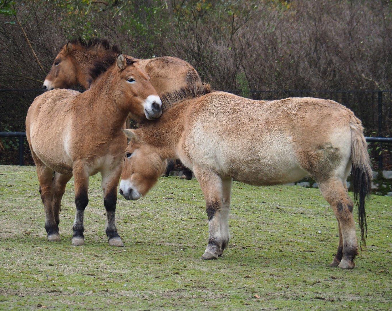 Przewalski's horses (Equus ferus przewalskii), 2021-11-06