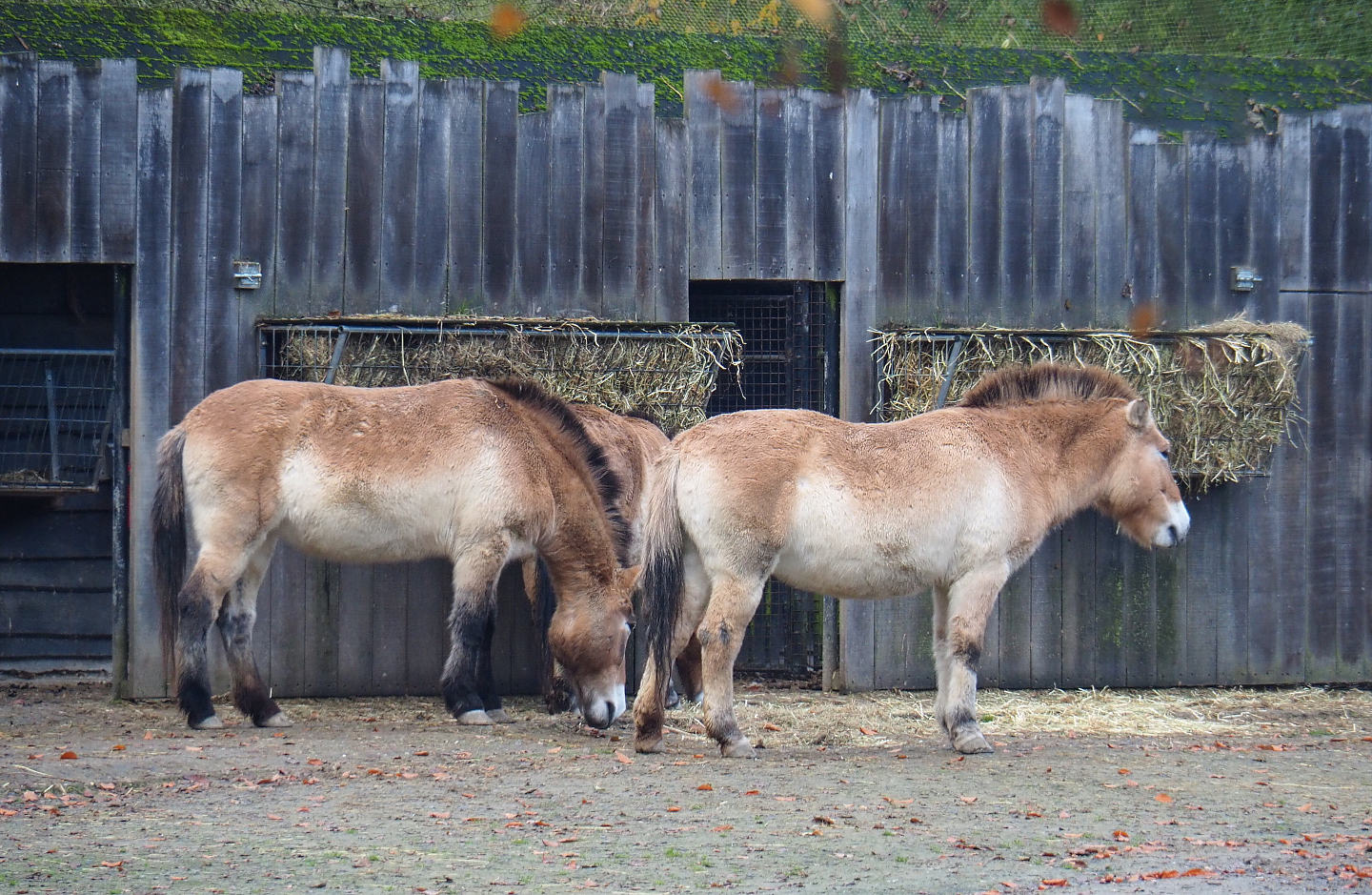 Przewalski's horses (Equus ferus przewalskii), 2021-11-23
