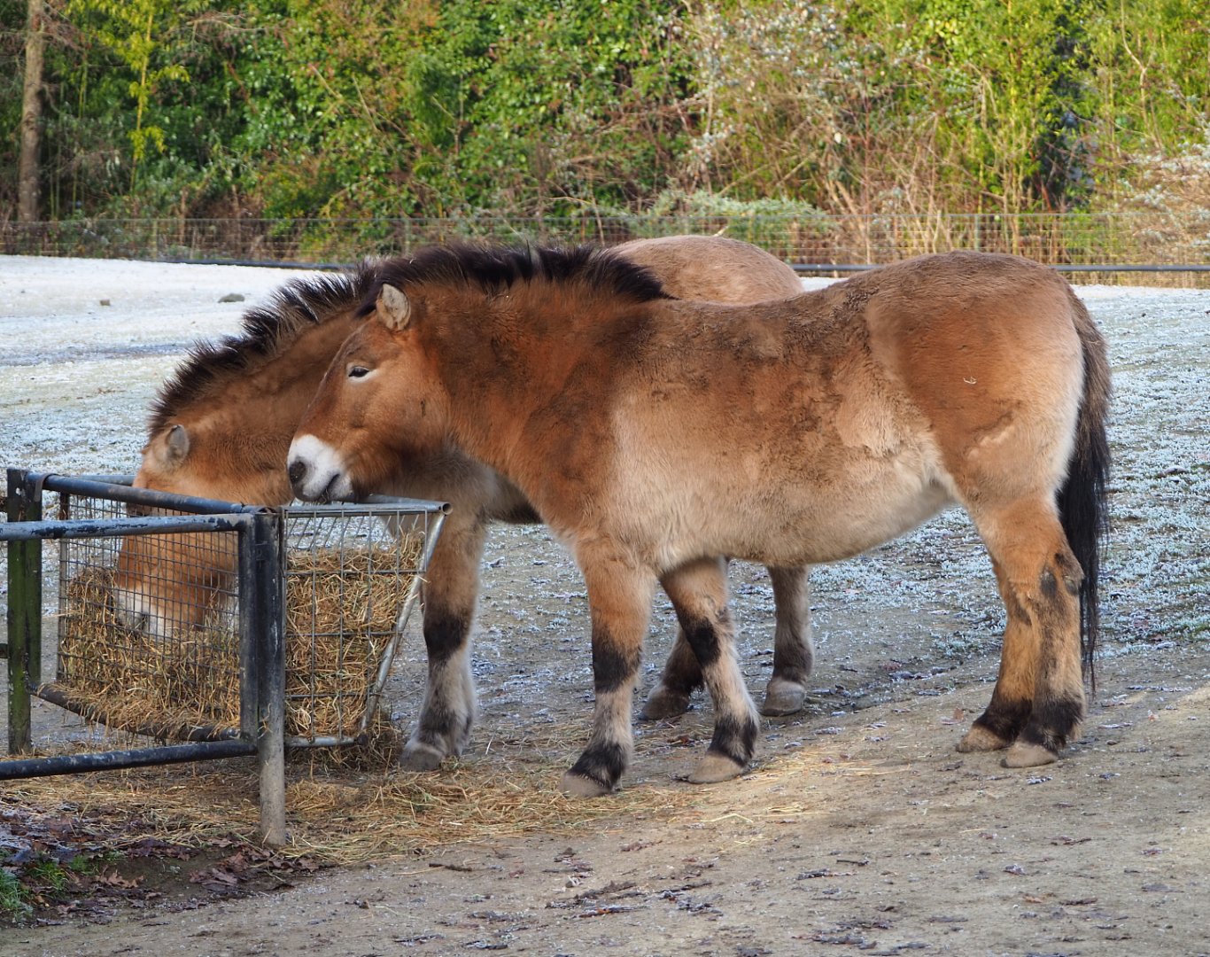 Przewalski's horses (Equus ferus przewalskii), 2021-12-22