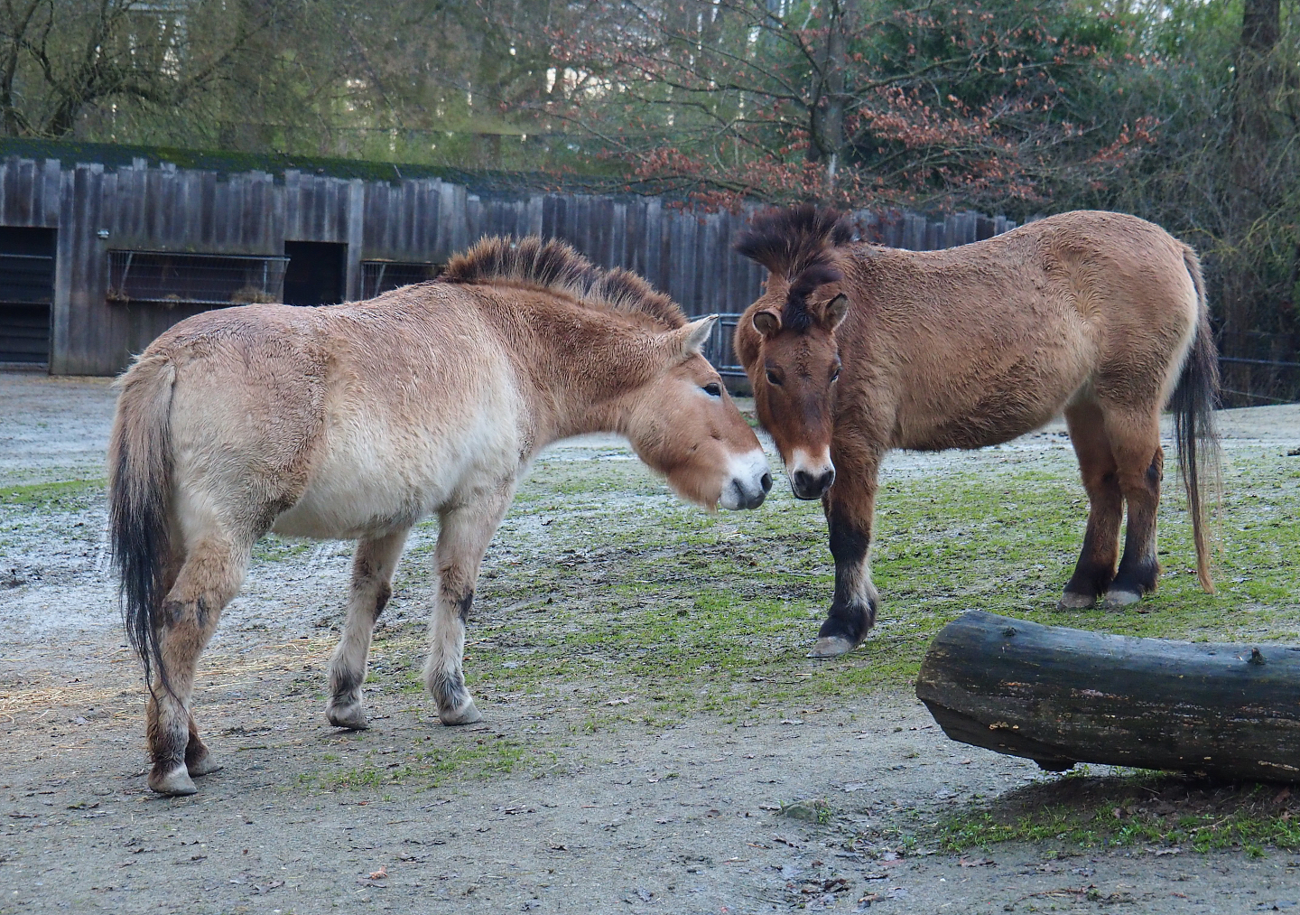 Przewalski's horses (Equus ferus przewalskii), 2022-01-02