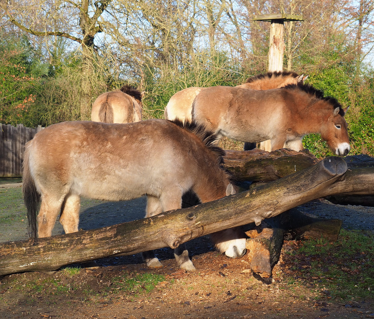 Przewalski's horses (Equus ferus przewalskii), 2022-01-30