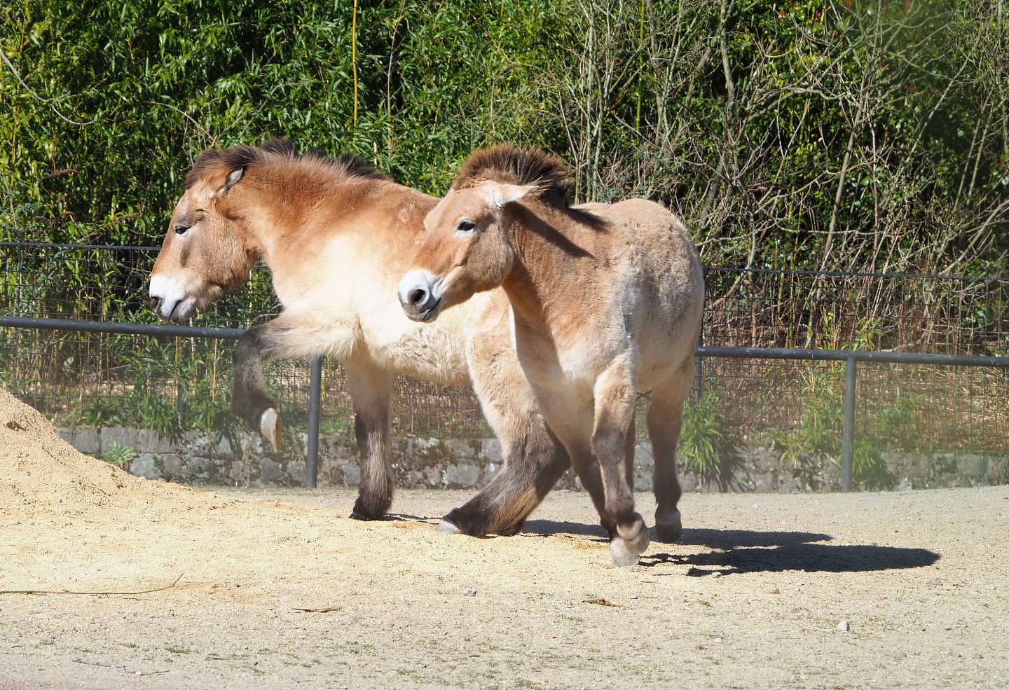 Przewalski's horses (Equus ferus przewalskii), 2022-03-08