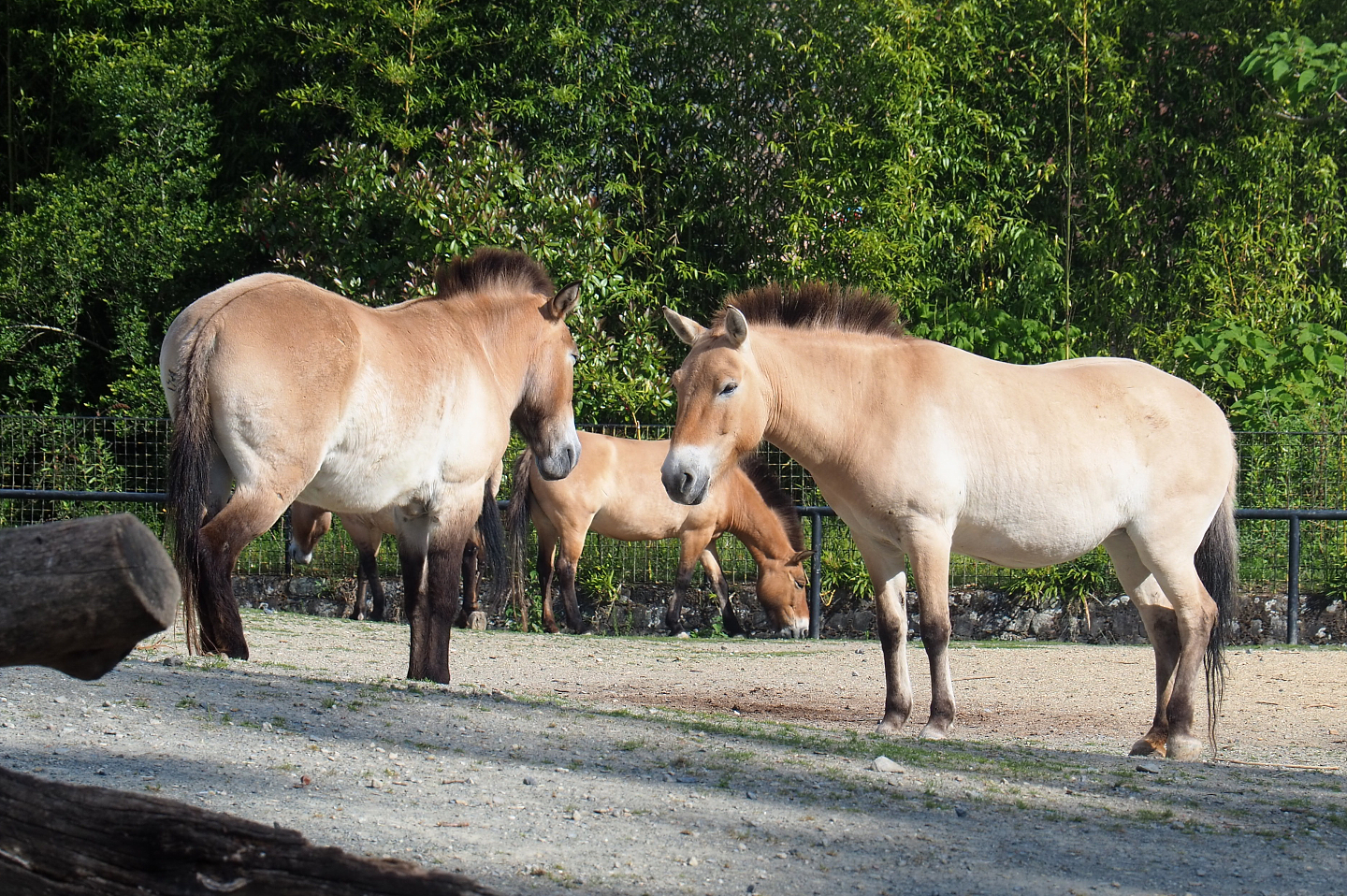 Przewalski's horses (Equus ferus przewalskii), 2022-05-28