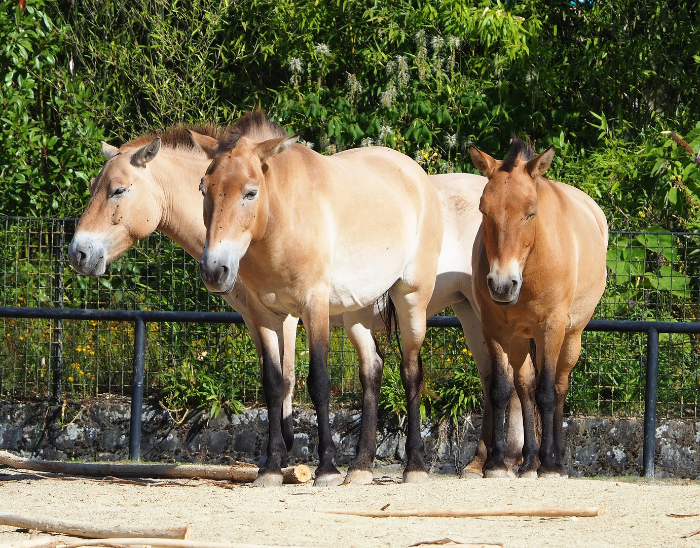 Przewalski's horses (Equus ferus przewalskii), 2022-07-16