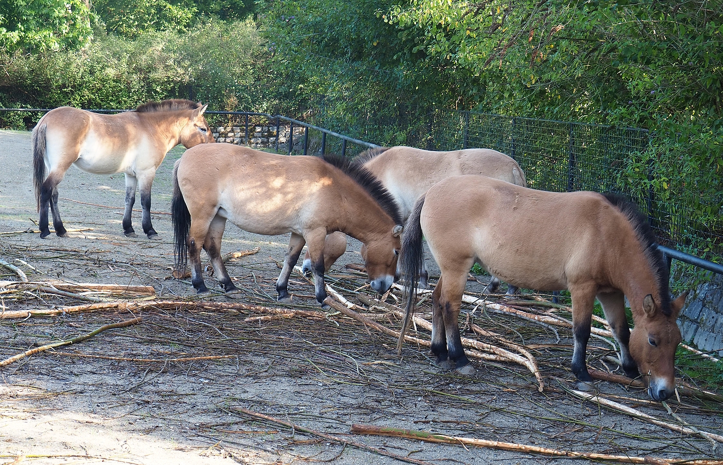 Przewalski's horses (Equus ferus przewalskii), 2022-09-12