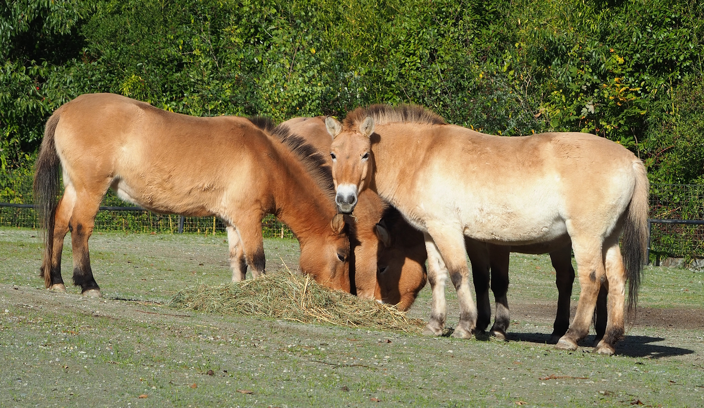 Przewalski's horses (Equus ferus przewalskii), 2022-10-19