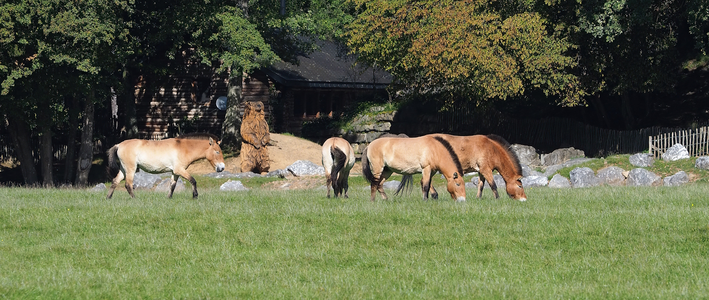 Przewalski's horses (Equus ferus przewalskii), 2023-09-26