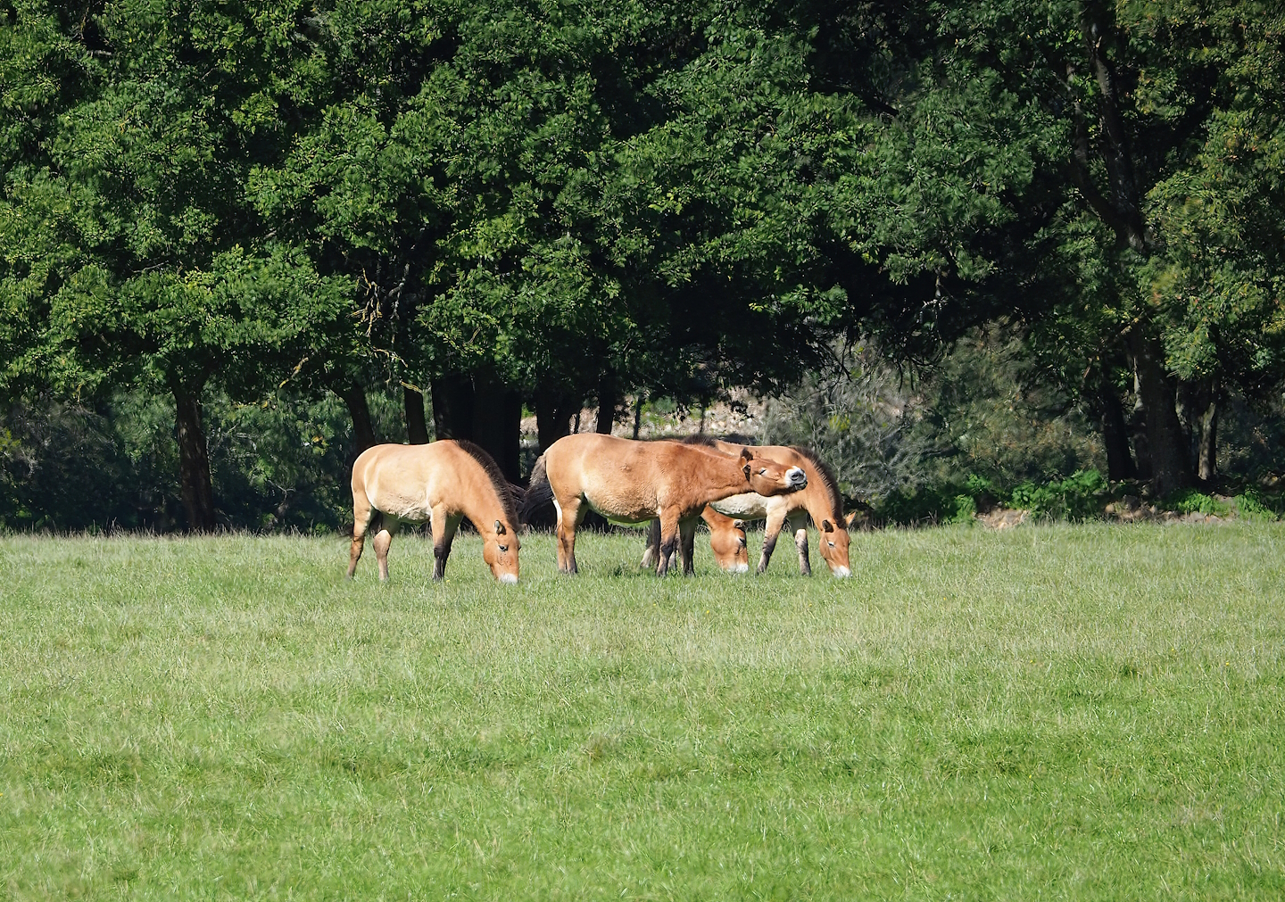 Przewalski's horses (Equus ferus przewalskii), 2023-09-26