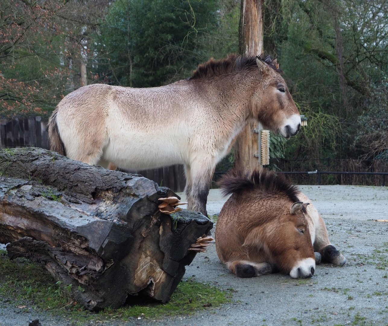 Przewalski's horses (Equus ferus przewalskii), 2024-01-01