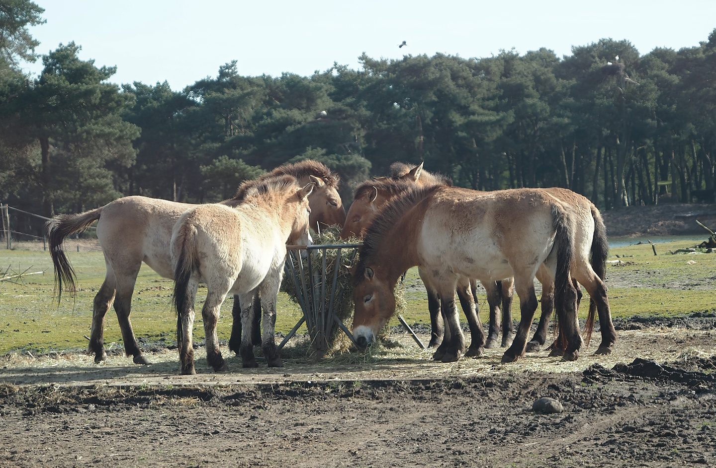 Przewalski's horses (Equus ferus przewalskii), 2024-04-06