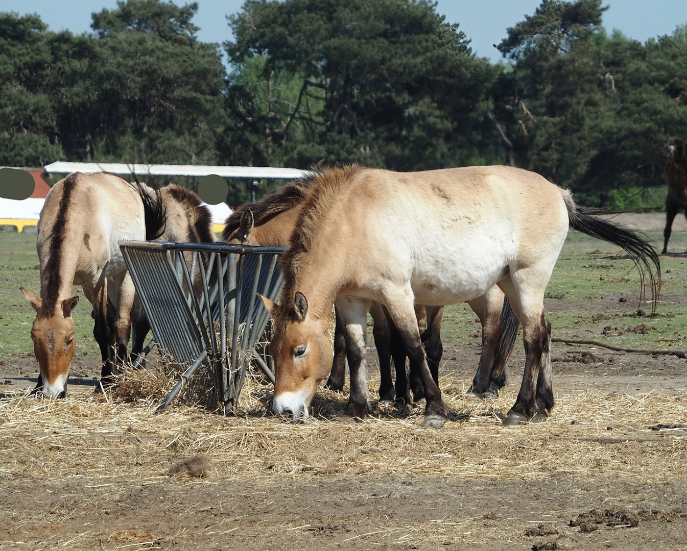 Przewalski's horses (Equus ferus przewalskii), 2025-04-30