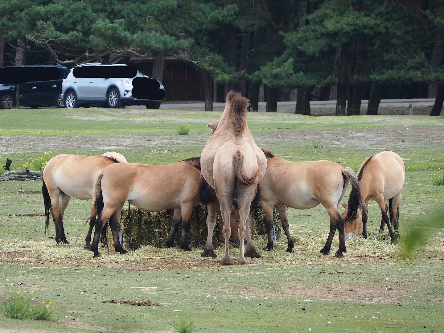 Przewalski's horses (Equus ferus przewalskii) and Bactrian camel (Camelus bactrianus), 2023-08-15