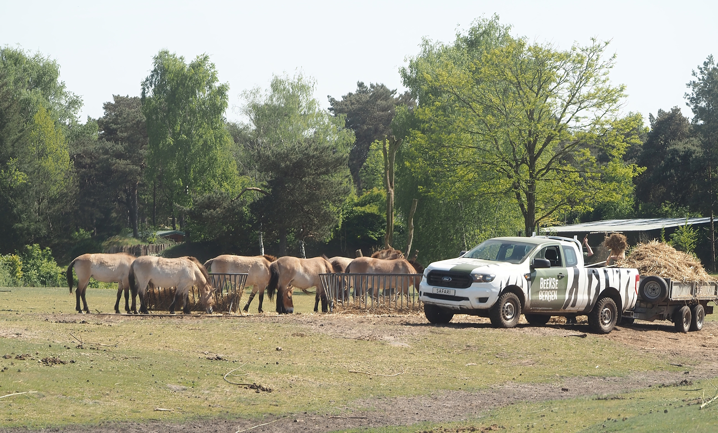 Przewalski's horses (Equus ferus przewalskii) and feeding vehicle, 2025-04-30