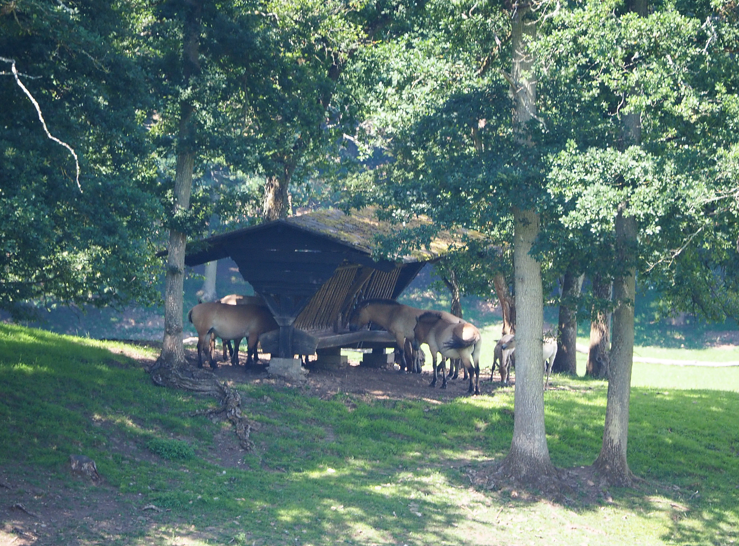 Przewalski's horses (Equus ferus przewalskii) at the feeding rack, 2020-07-12