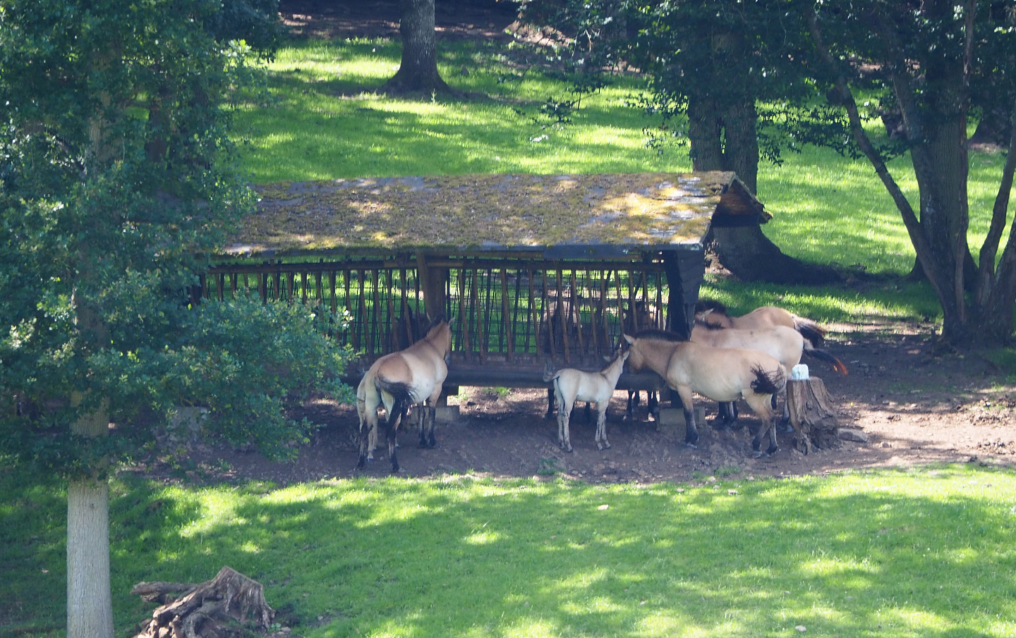 Przewalski's horses (Equus ferus przewalskii) at the feeding rack, 2020-07-12
