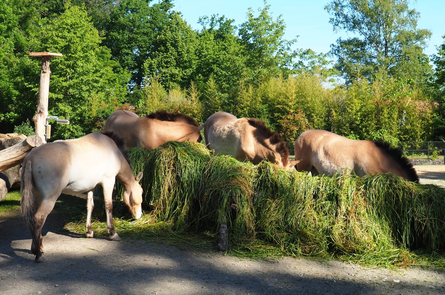Przewalski's horses (Equus ferus przewalskii) feeding on fresh grass, 2019-05-31