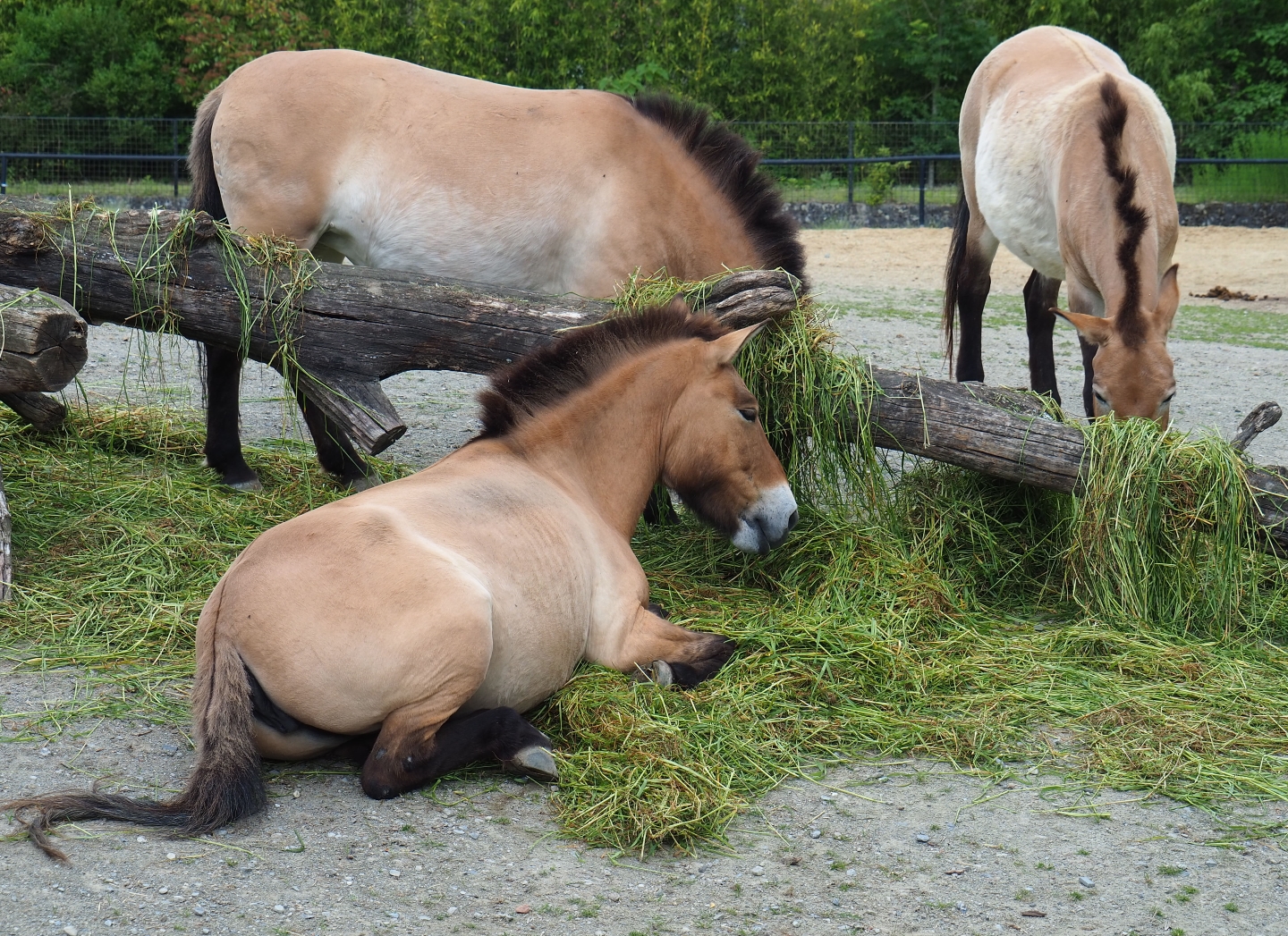 Przewalski's horses (Equus ferus przewalskii) feeding on fresh grass, 2019-05-31