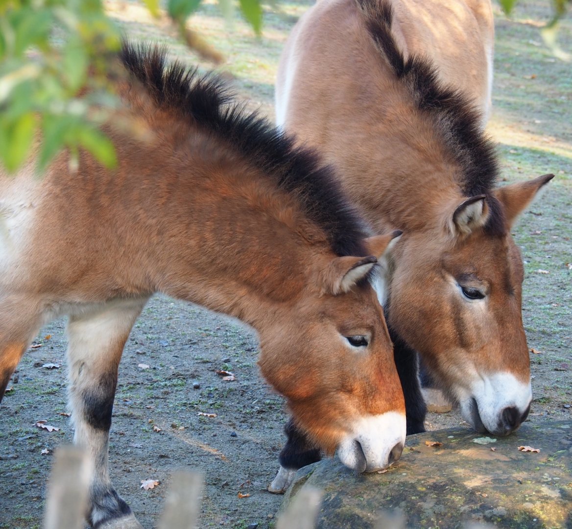Przewalski's horses (Equus ferus przewalskii), Nov 18th, 2018