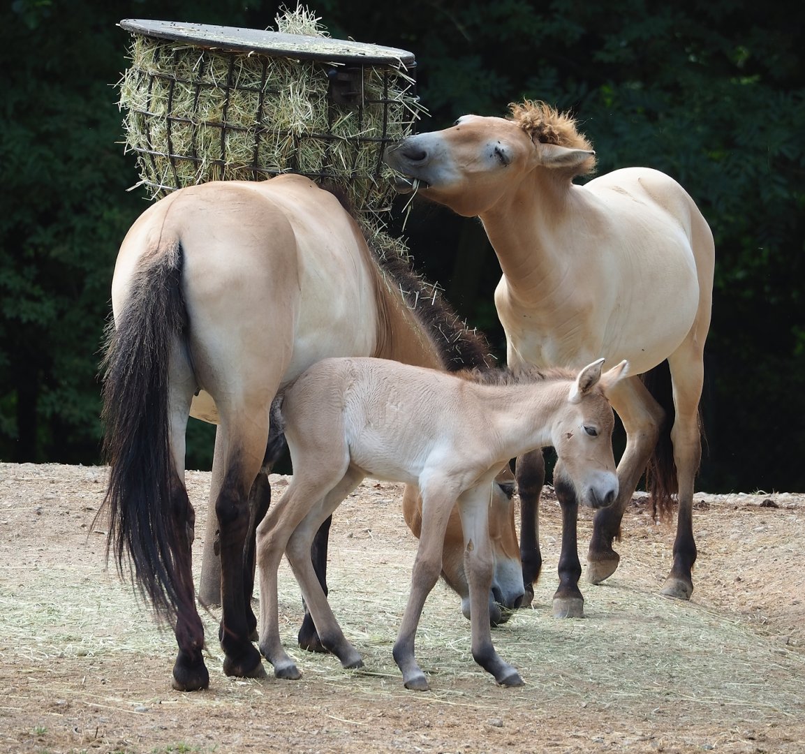 Przewalski's horses (Equus ferus przewalskii) with foal, 2023-07-18