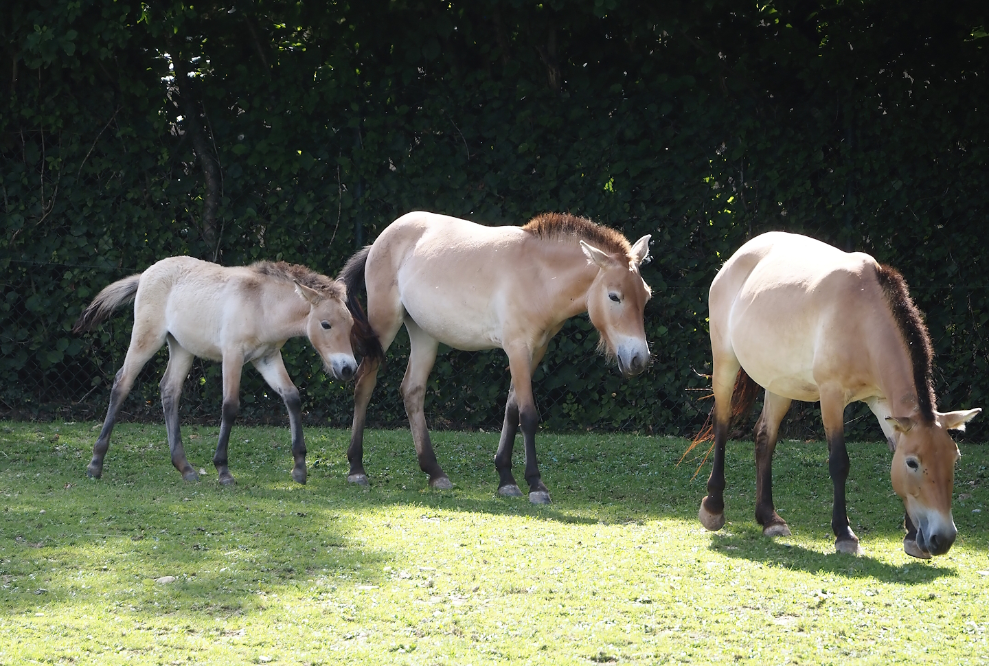 Przewalski's horses (Equus ferus przewalskii) with foal, 2024-08-21