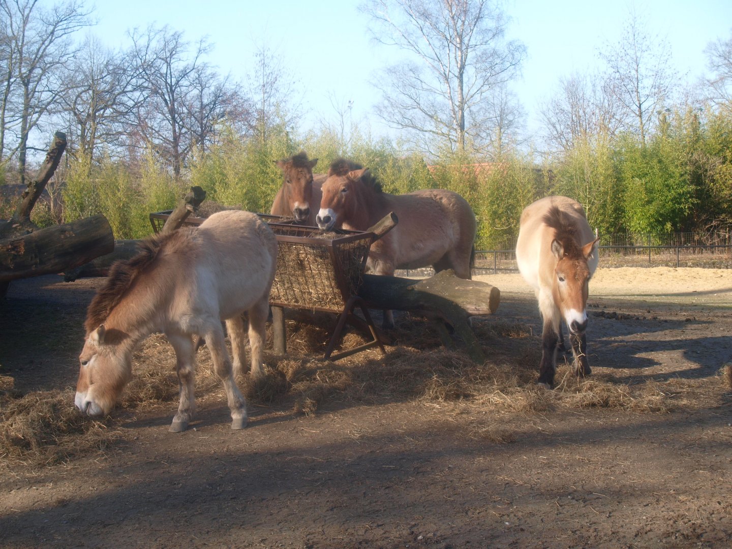Przewalski's horses (Equus ferus przewalskii)