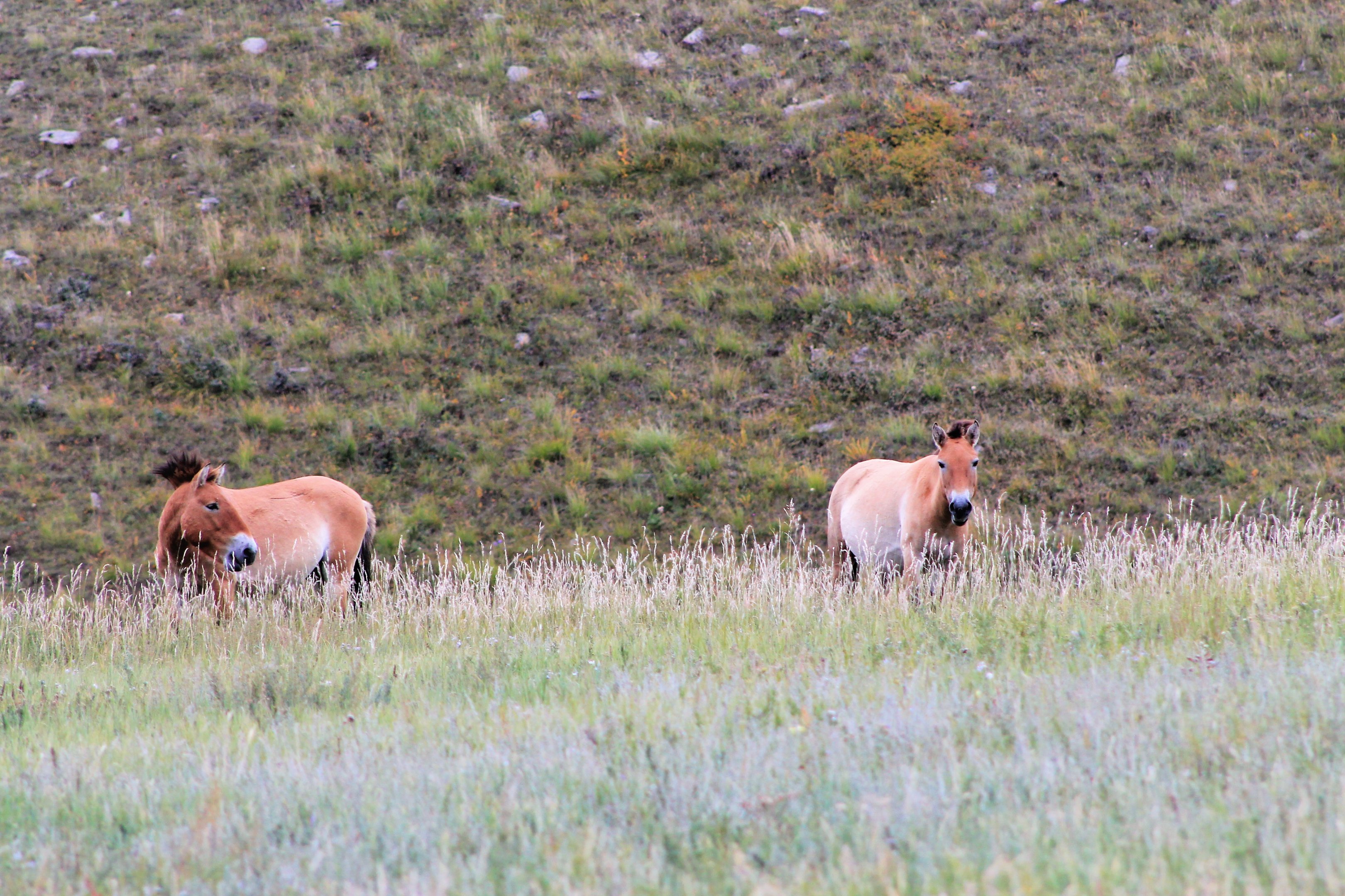 Przewalski's Horses (Equus ferus przewalskii)