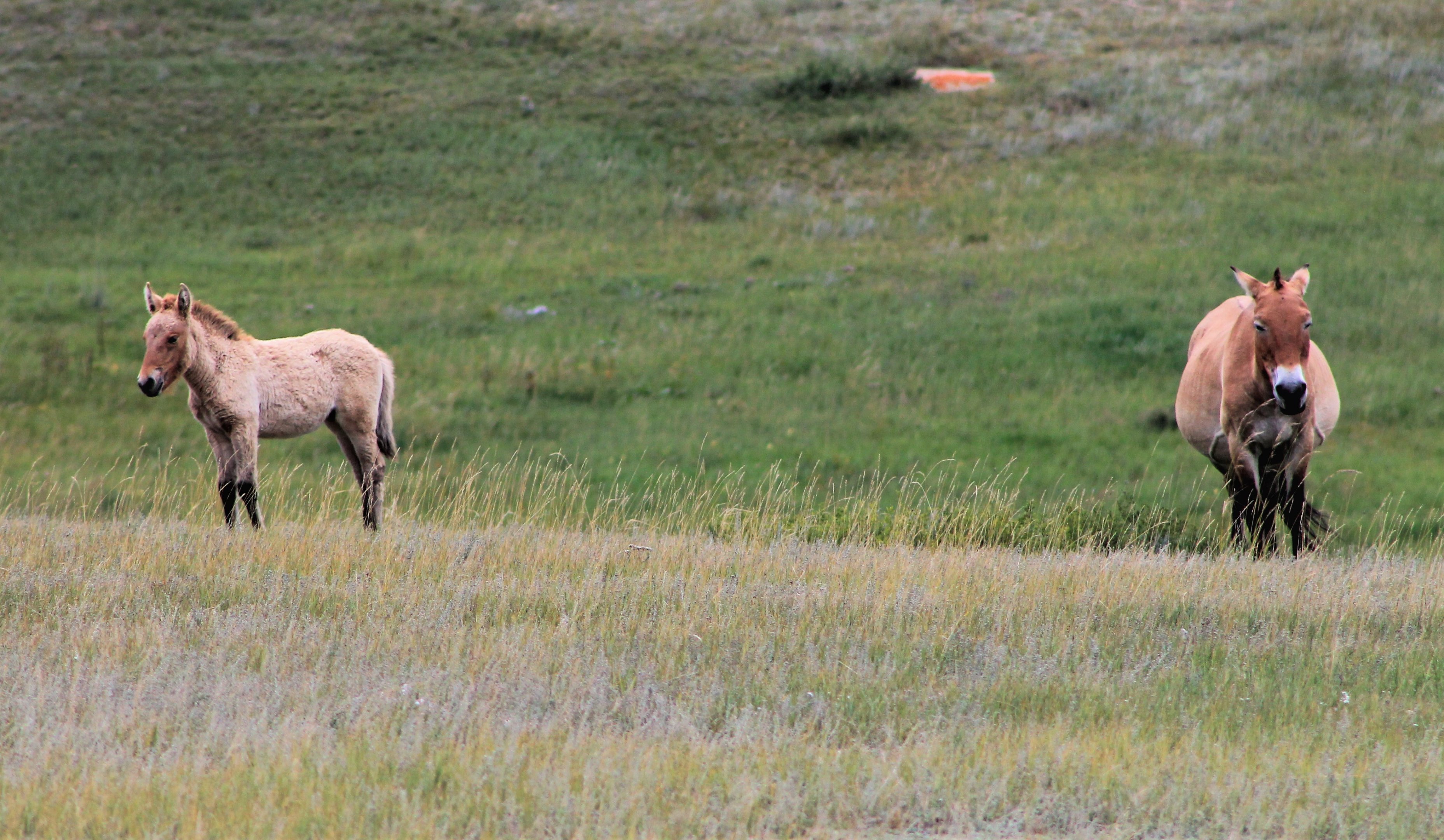 Przewalski's Horses (Equus ferus przewalskii)