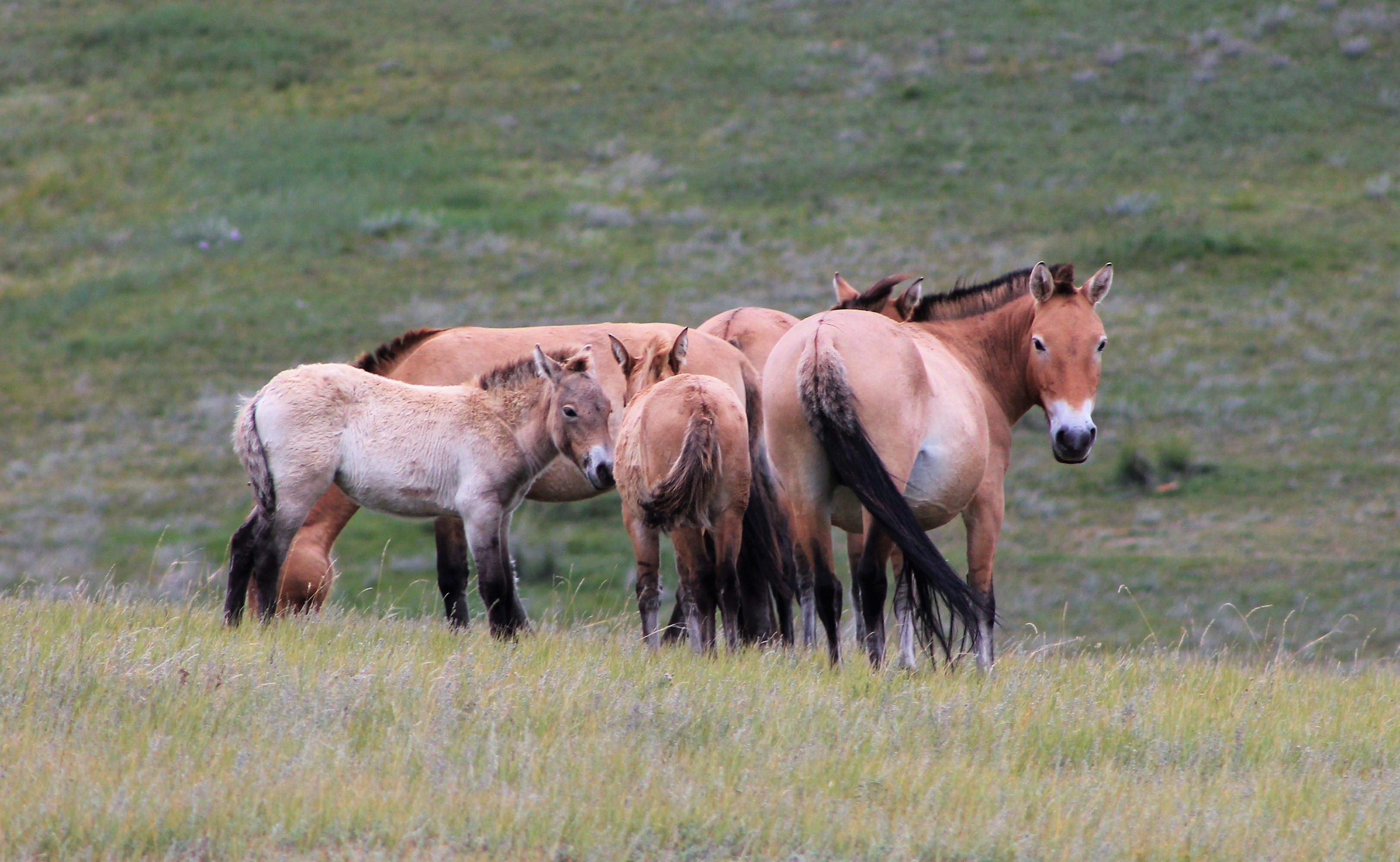 Przewalski's Horses (Equus ferus przewalskii)