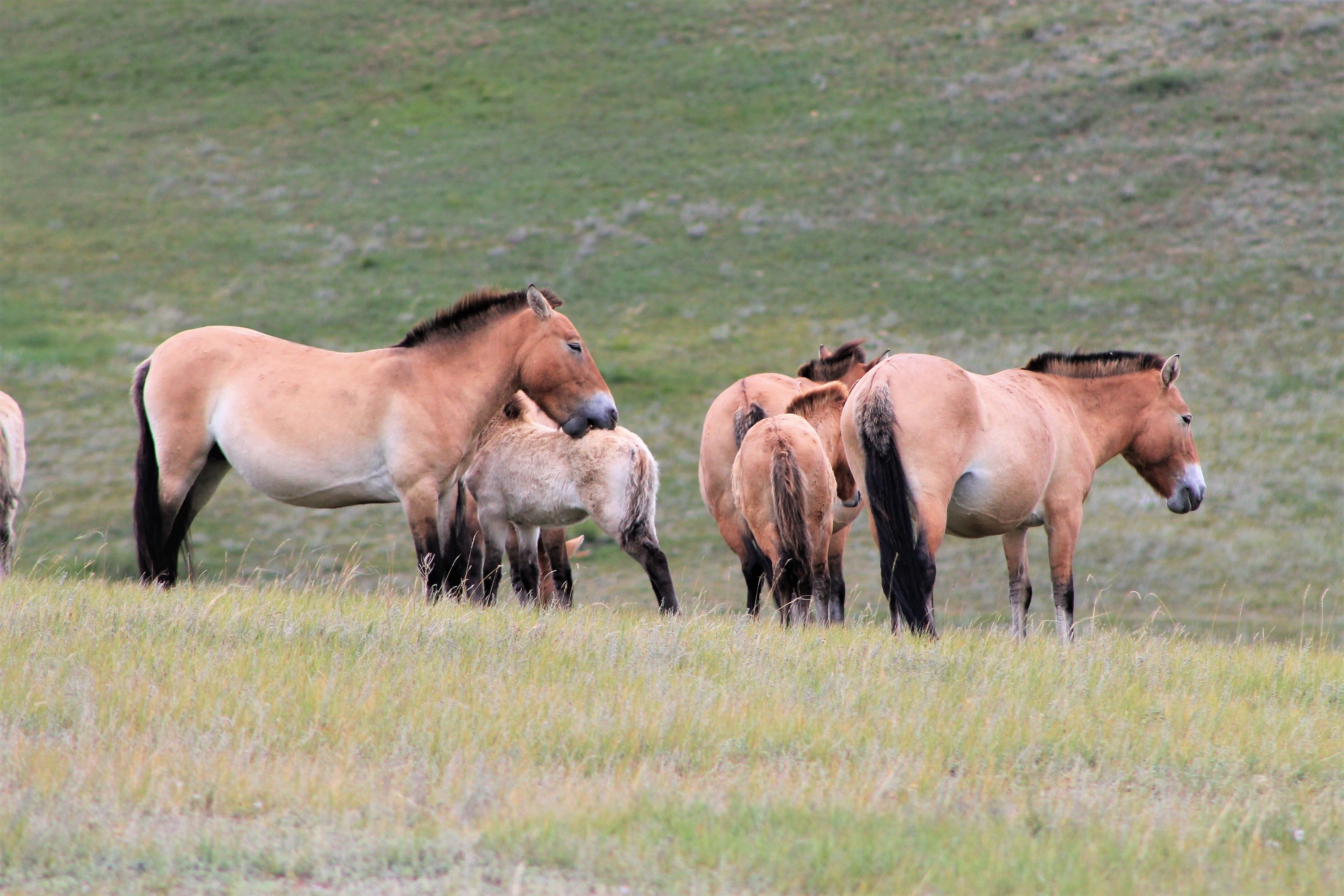 Przewalski's Horses (Equus ferus przewalskii)