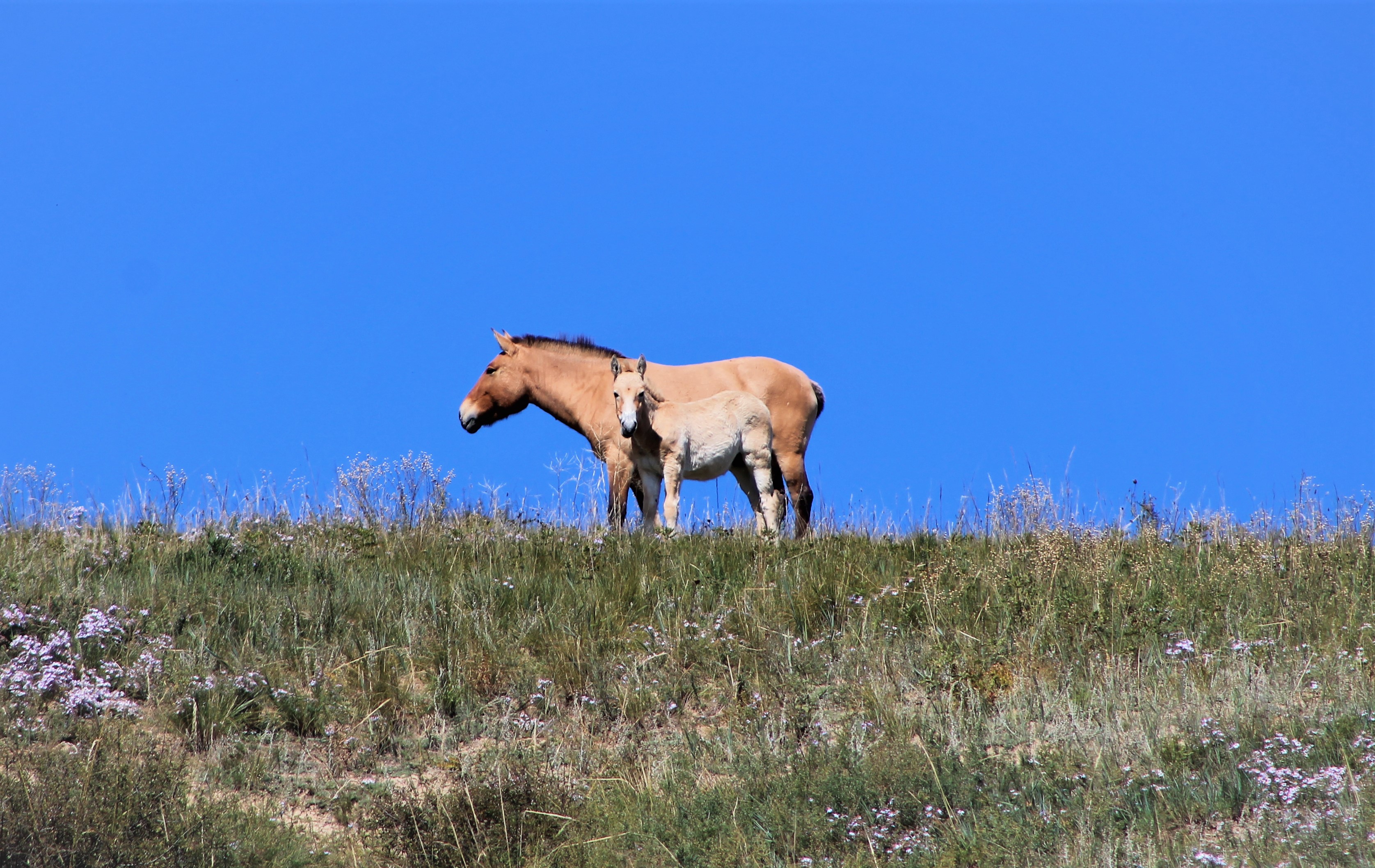 Przewalski's Horses (Equus ferus przewalskii)