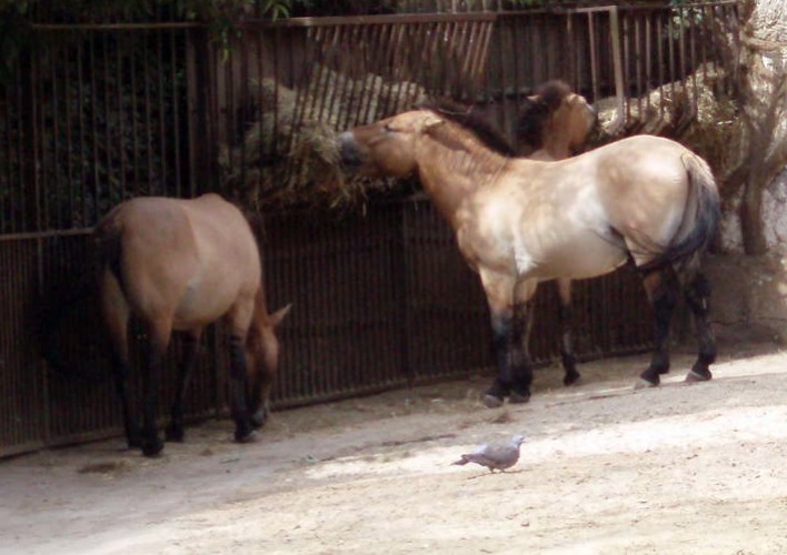 Przewalski's Horses (Equus przewalskii)