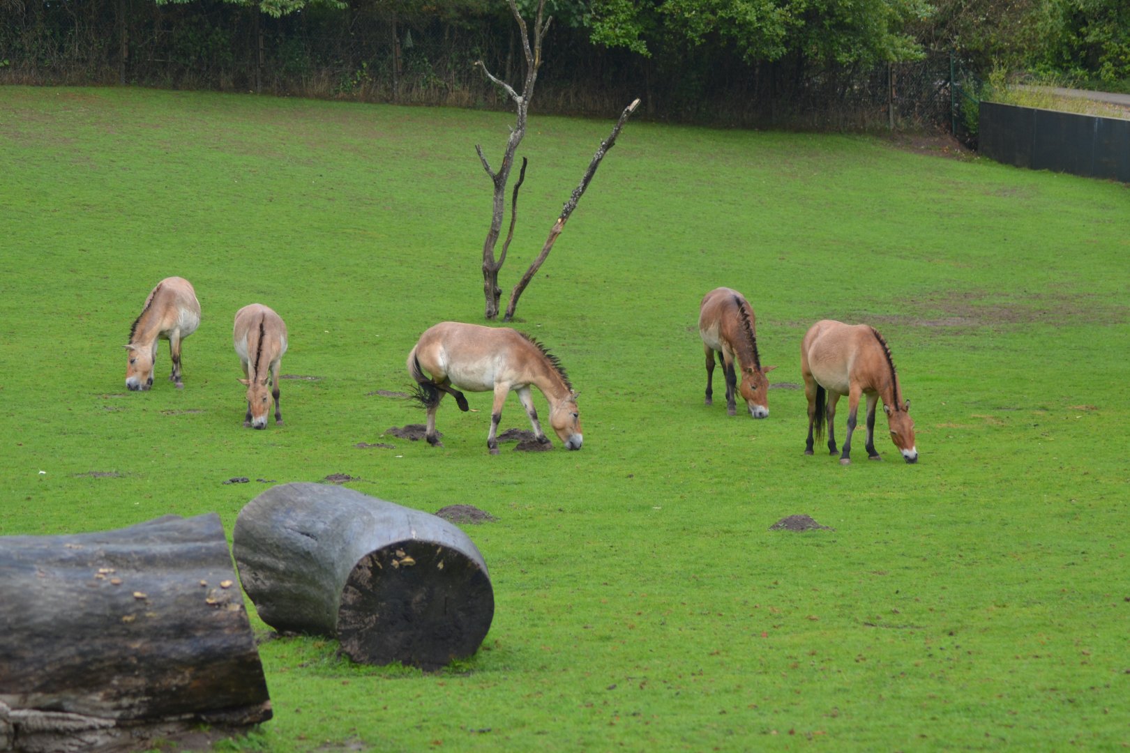 Przewalski's horses in Givskud Zoo
