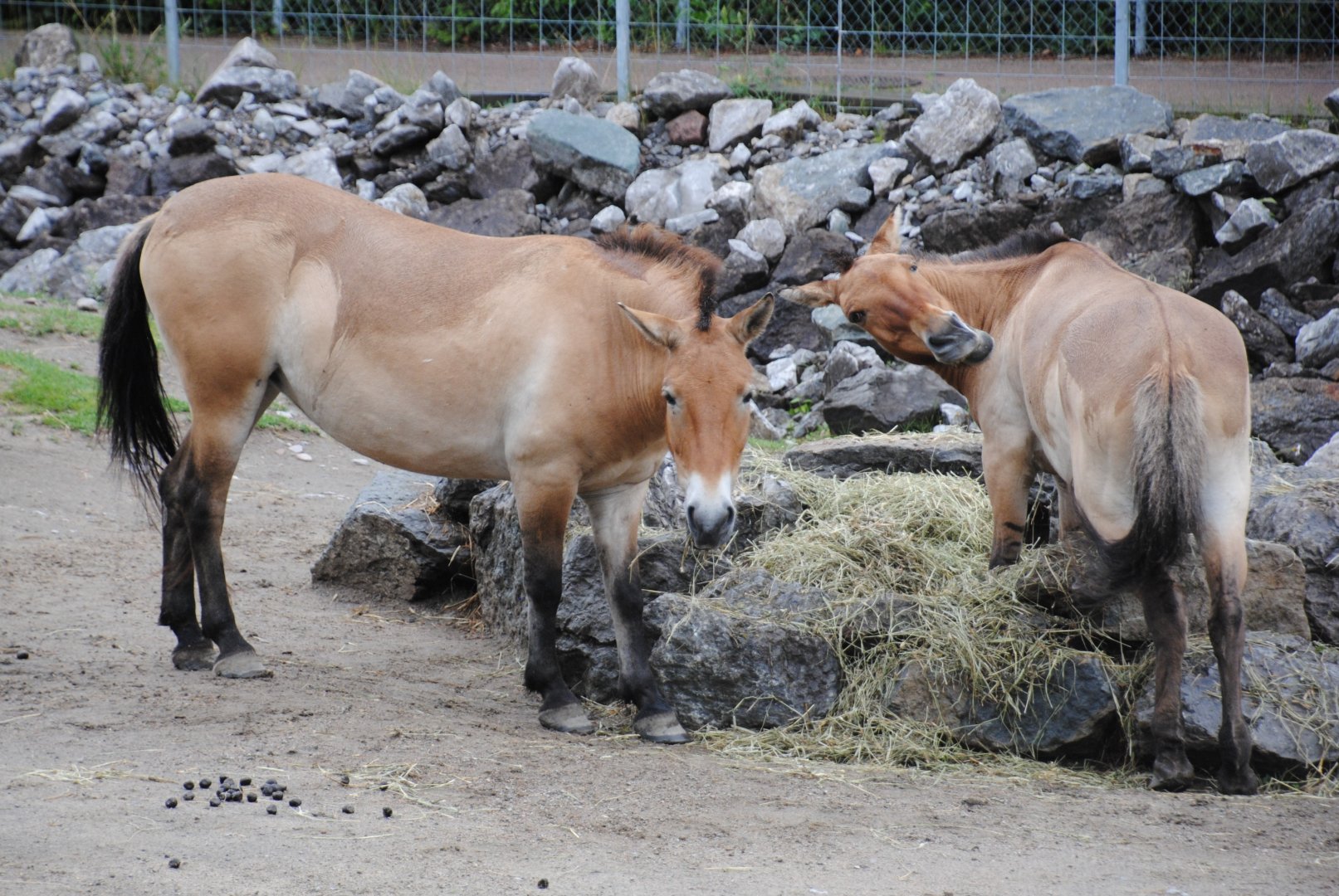 Przewalski's Horses (Mongolia section)