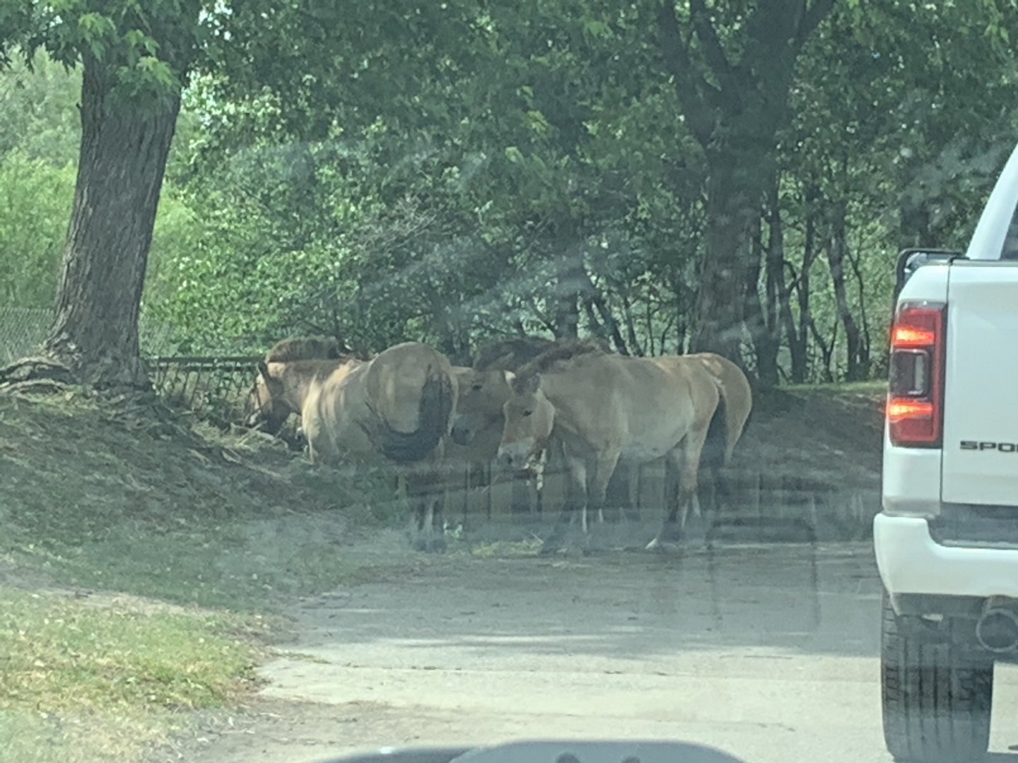 Przewalski's horses (photo two)